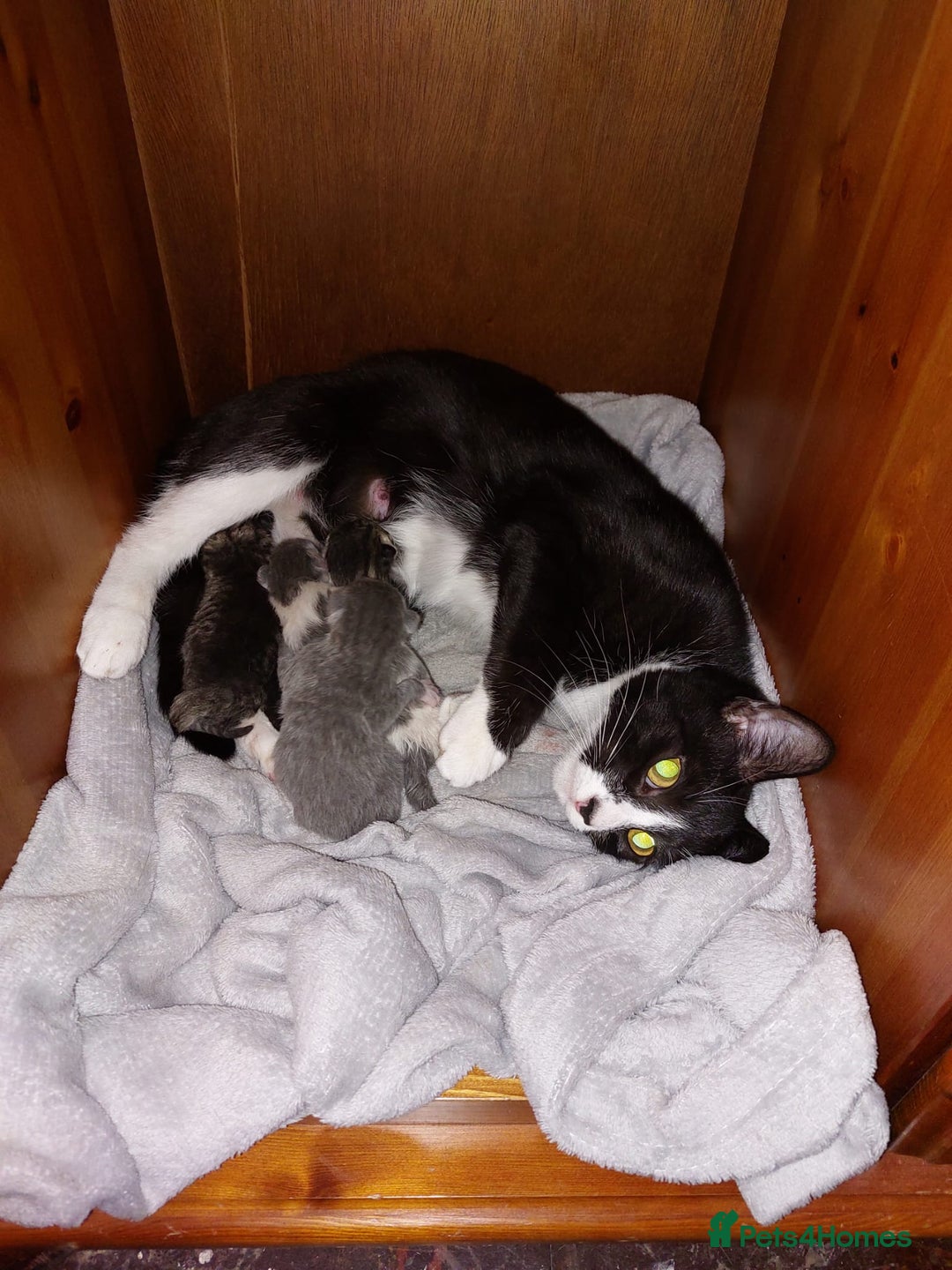 Mixed Breed cats for sale: One little boy - Advert 1