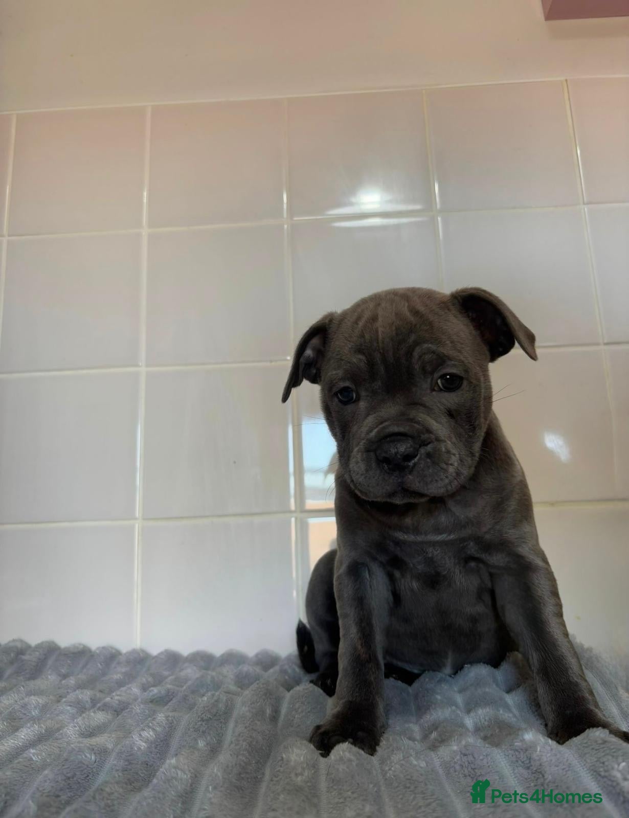 Staffordshire Bull Terrier dogs GRAND CH BLUE STAFFORDSHIRE BULL TERRIER PUPS - Advert 1