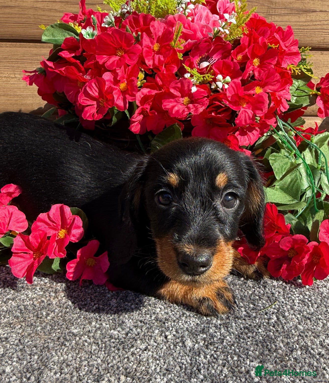 Miniature Dachshund dogs 💜Stunning KC Mini Wirehair Dachshunds💜 - Advert 6