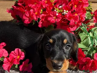 Miniature Dachshund dogs 💜Stunning KC Mini Wirehair Dachshunds💜 - Advert 6