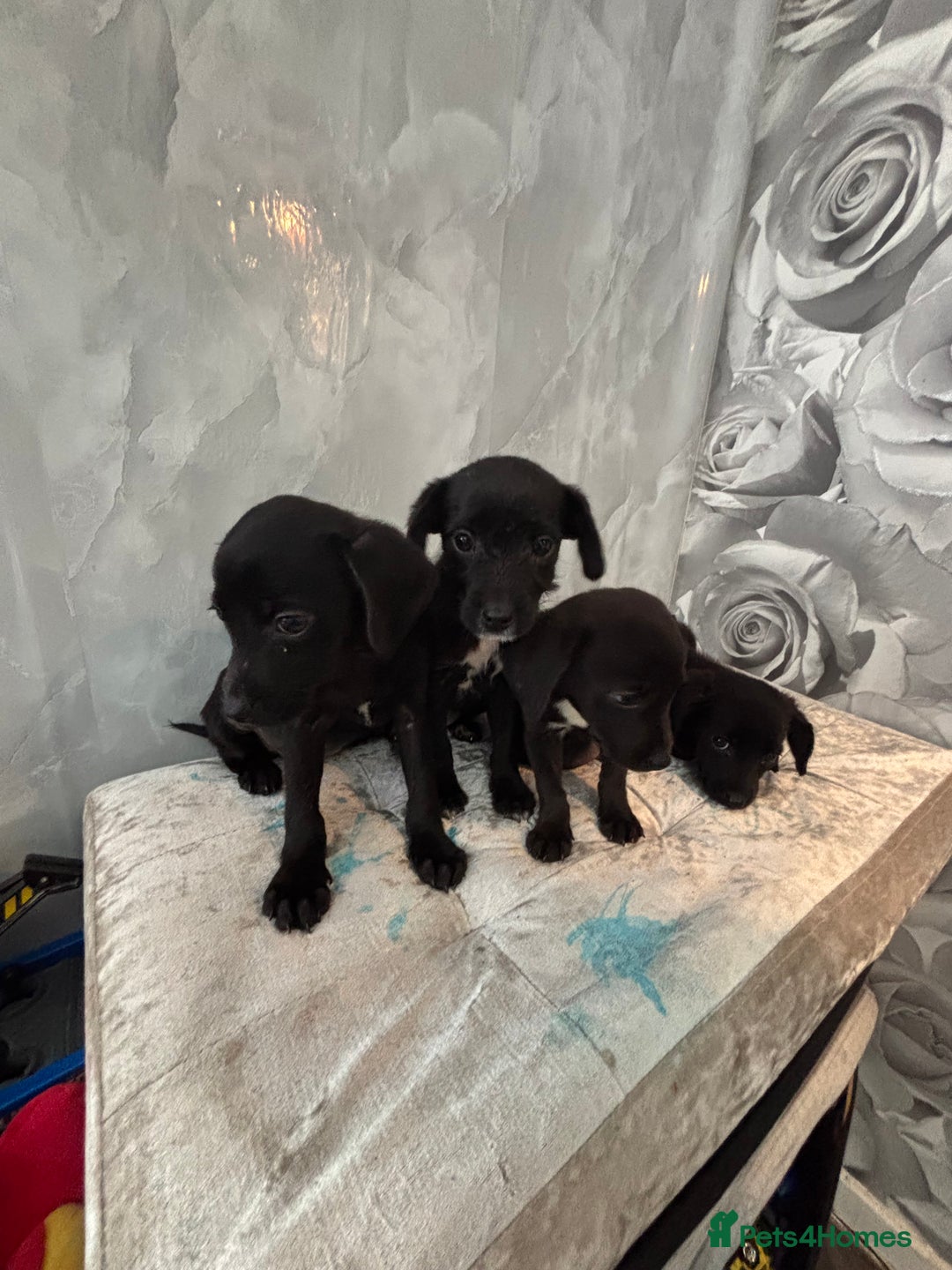 Patterjack dogs for sale: 4 lovely patterjacks  - Image 1