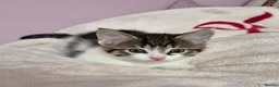 Mixed Breed cats for sale: Gorgeus kittens fir sale . - Advert 6