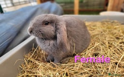Mini Lop rabbits for sale: Beautiful Mini Lops - READY TO LEAVE - Image 22