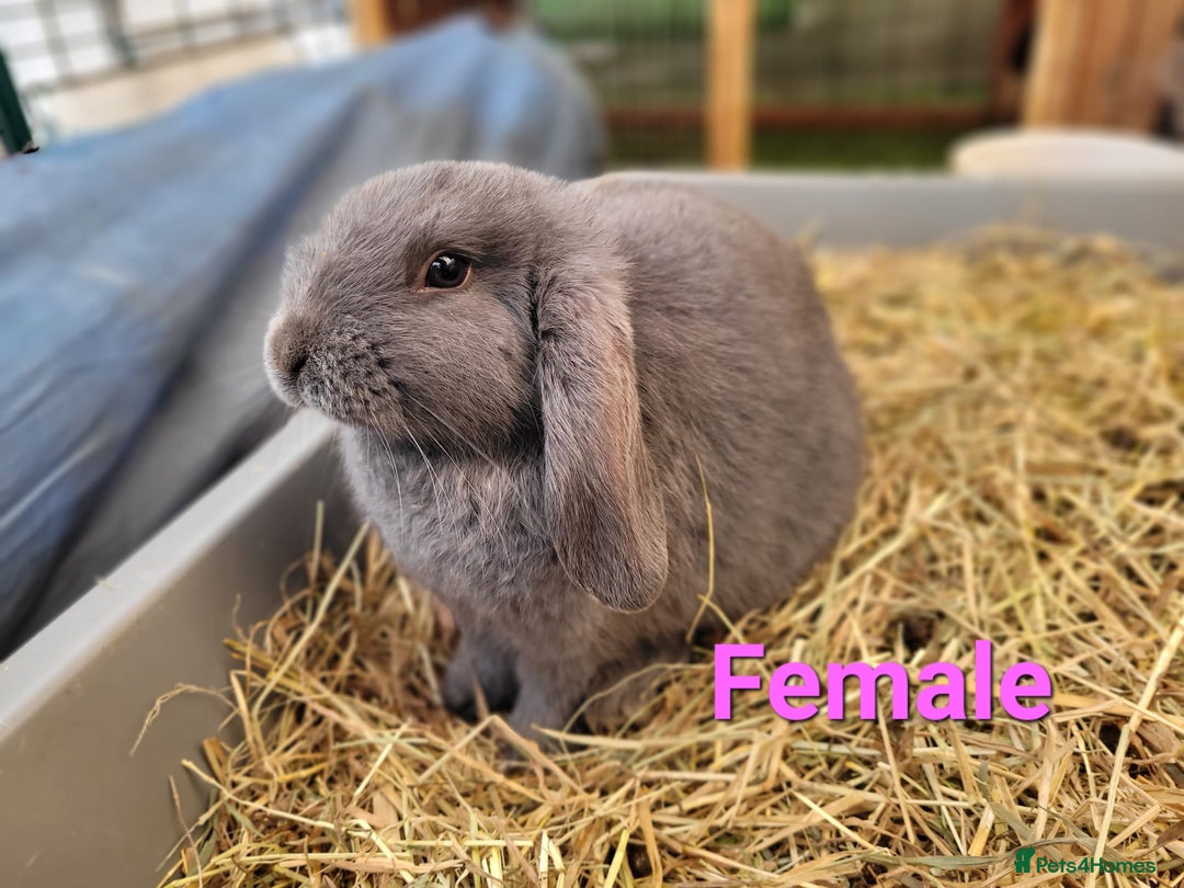 Mini Lop rabbits for sale: Beautiful Mini Lops - READY TO LEAVE - Image 22