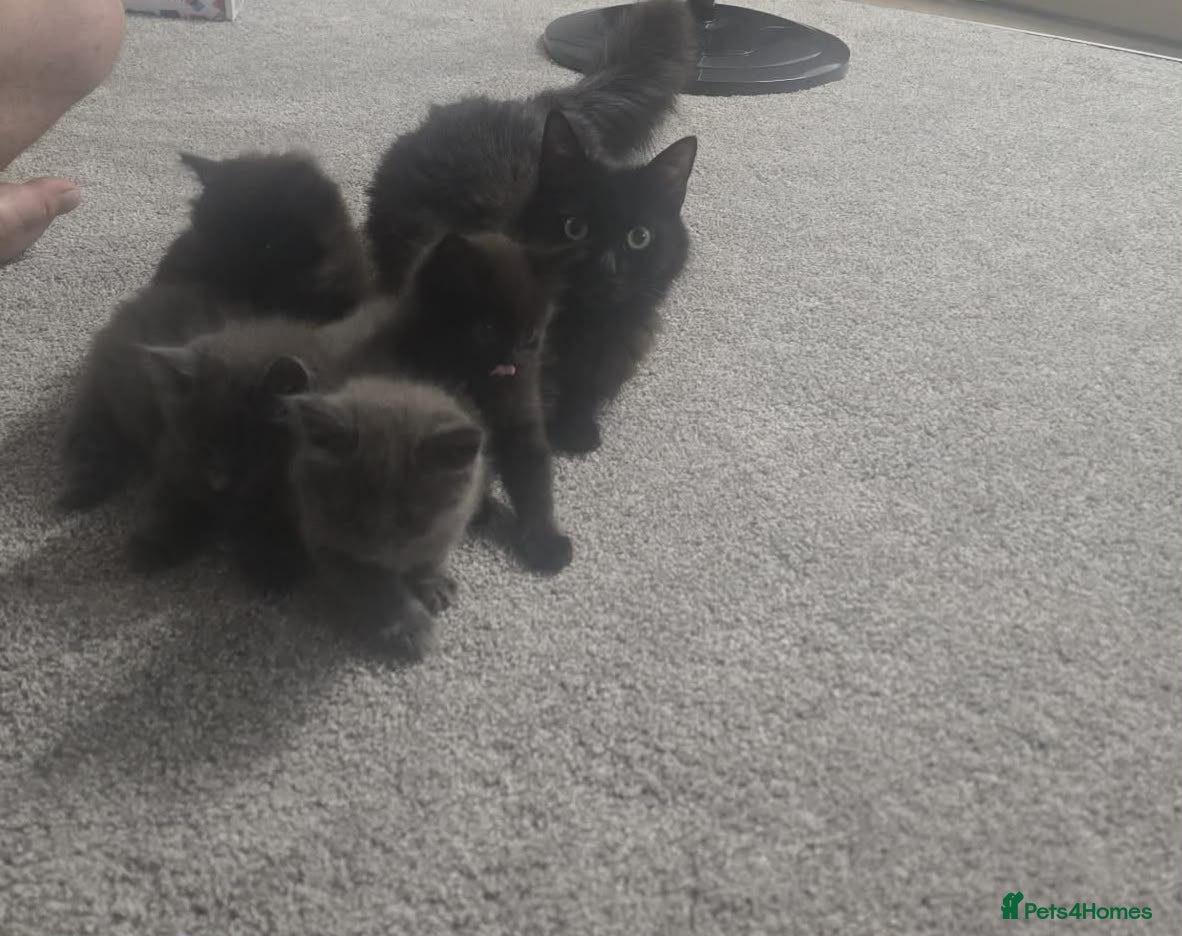 British Longhair cats Beautiful grey tabby kitten - Advert 1