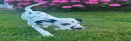 Dalmatian dogs for sale: KC reg full hearing Dalmatian Puppies  - Advert 33