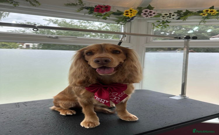 Cocker Spaniel dogs - Advert 8