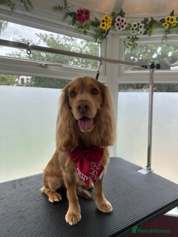 Cocker Spaniel dogs - Advert 8