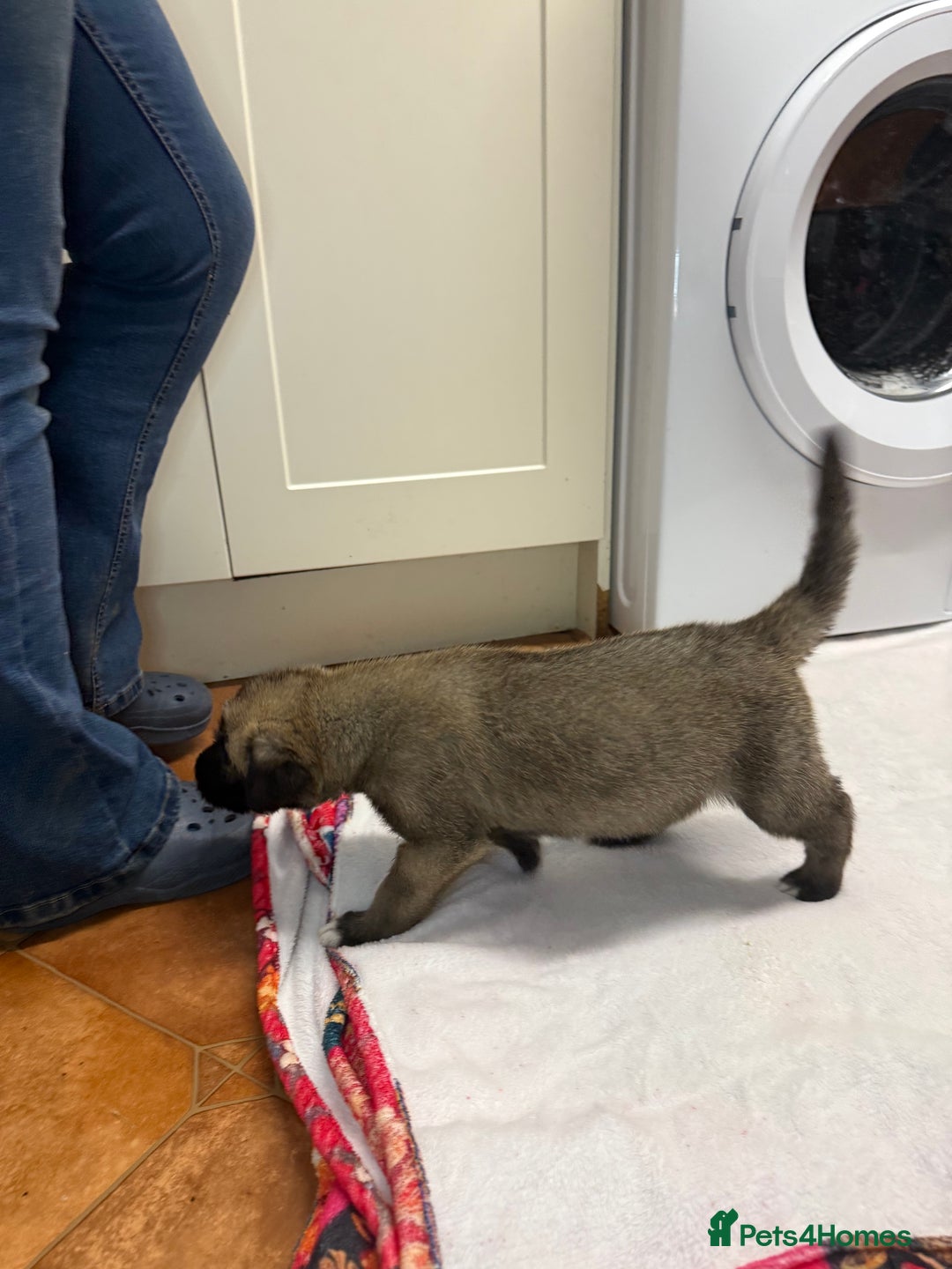 Irish Wolfhound dogs for sale: Bred From Extensively Health Tested Parents - Advert 17