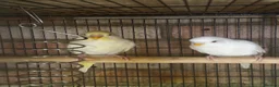 Budgerigars birds for sale: 5 beautiful baby budgies with a cage  - Advert 8