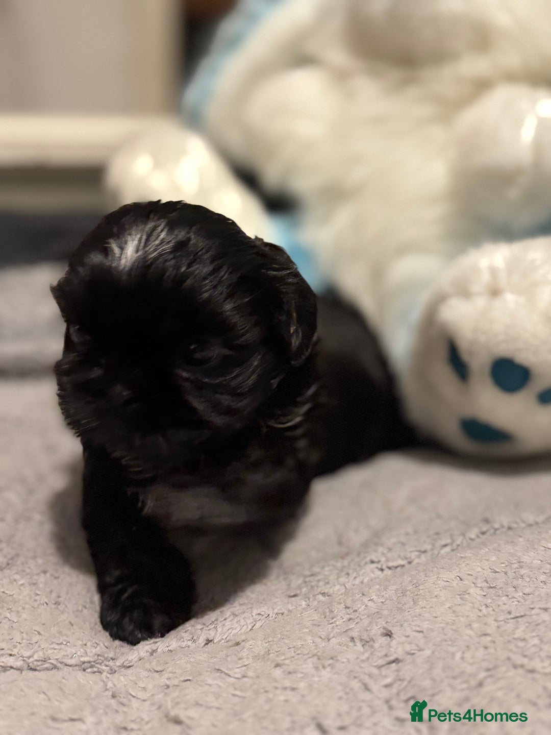 Shih Tzu dogs for sale: Shih Tzu  - Advert 8