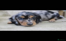 Miniature Dachshund dogs for sale: Longhaired Miniture dashund  - Advert 3