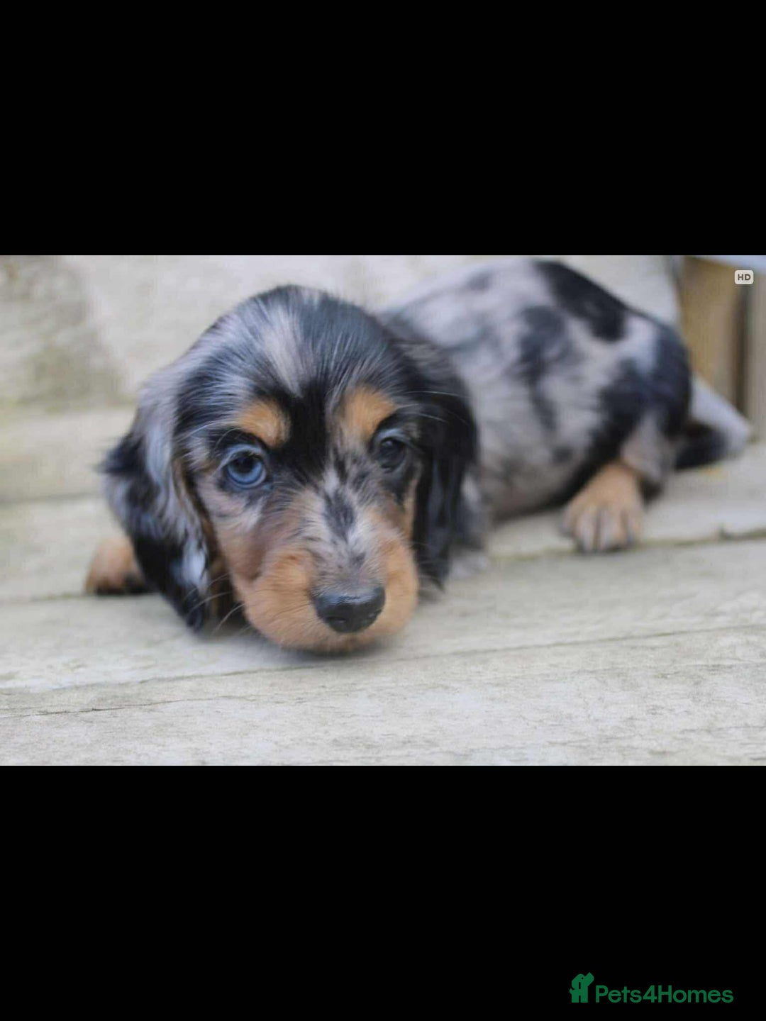 Miniature Dachshund dogs for sale: Longhaired Miniture dashund  - Advert 3