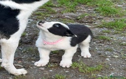Border Collie dogs for sale: Gorgeous Border Collie pups - Image 14