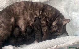 Mixed Breed cats for sale: Cutest Scottish Fold and BSH kittens  - Image 13
