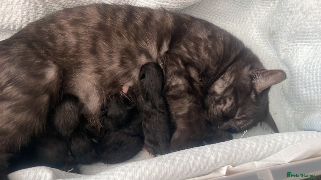 Mixed Breed cats for sale: Cutest Scottish Fold and BSH kittens  - Image 13