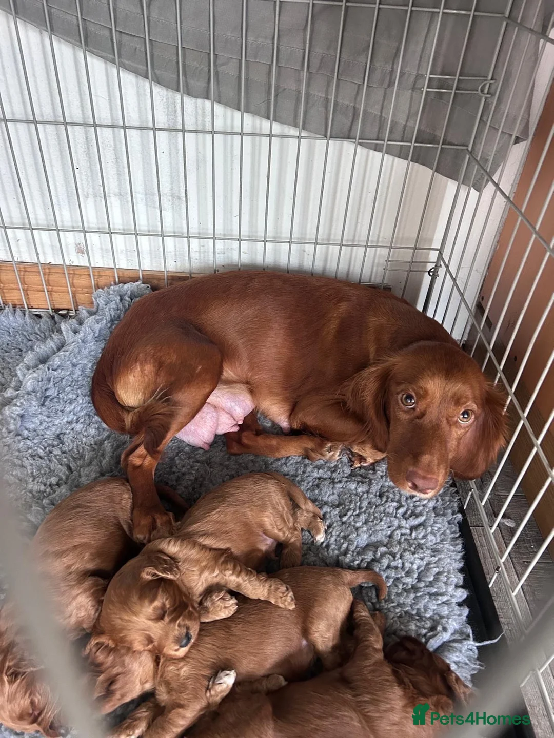 Cockapoo dogs for sale: Cockapoo puppies  - Advert 1