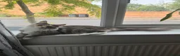Maine Coon cats for sale: Amazing Maine Coon girl  - Advert 3