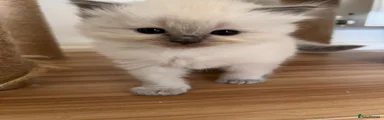 MJ