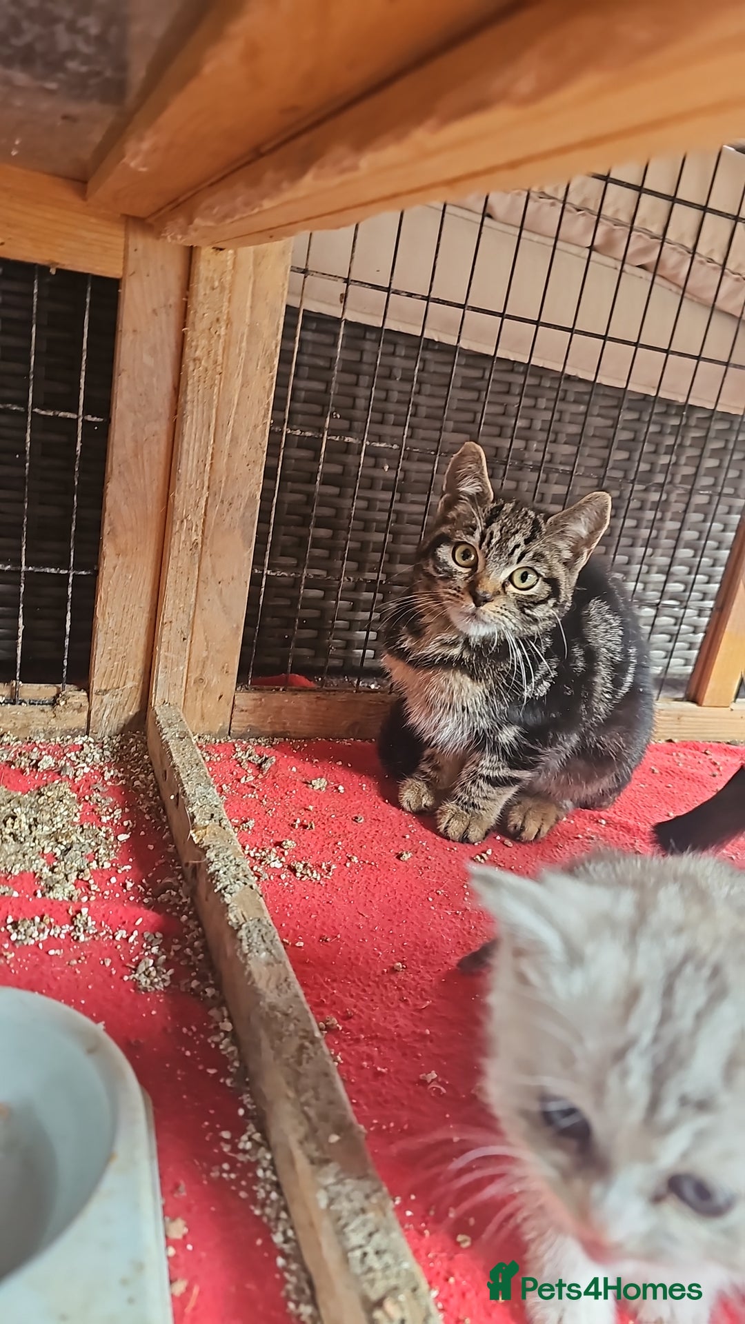 Mixed Breed cats for sale:  🐾 Adorable Kittens Ready for Loving Homes 🐾 - Image 5