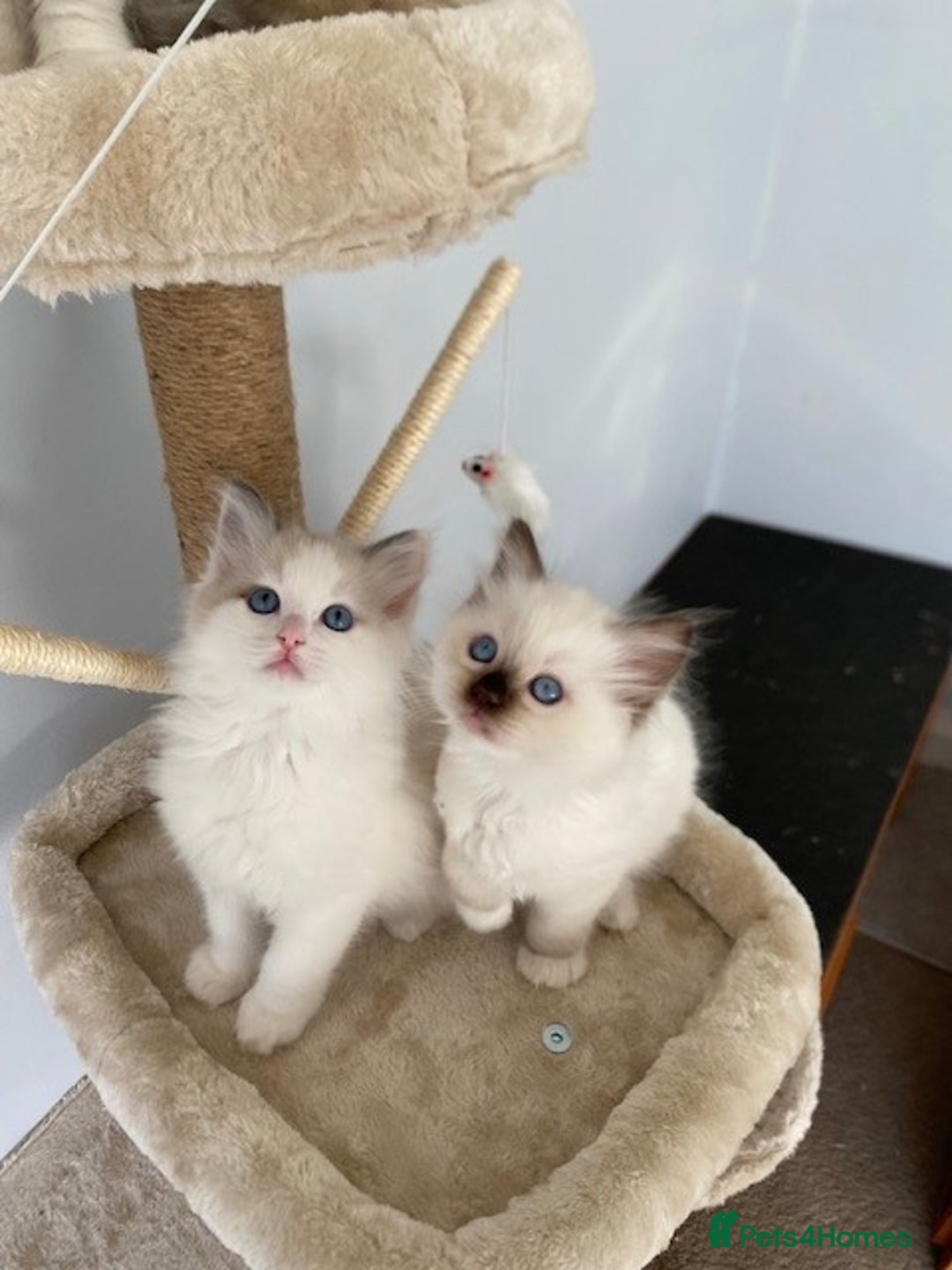 Ragdoll cats for sale: TICA REGISTERED PUREBRED RAGDOLL KITTENS AVAILABLE - Advert 9