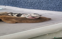 Mixed Breed dogs for sale: 8 Bully X Puppies  - Image 25