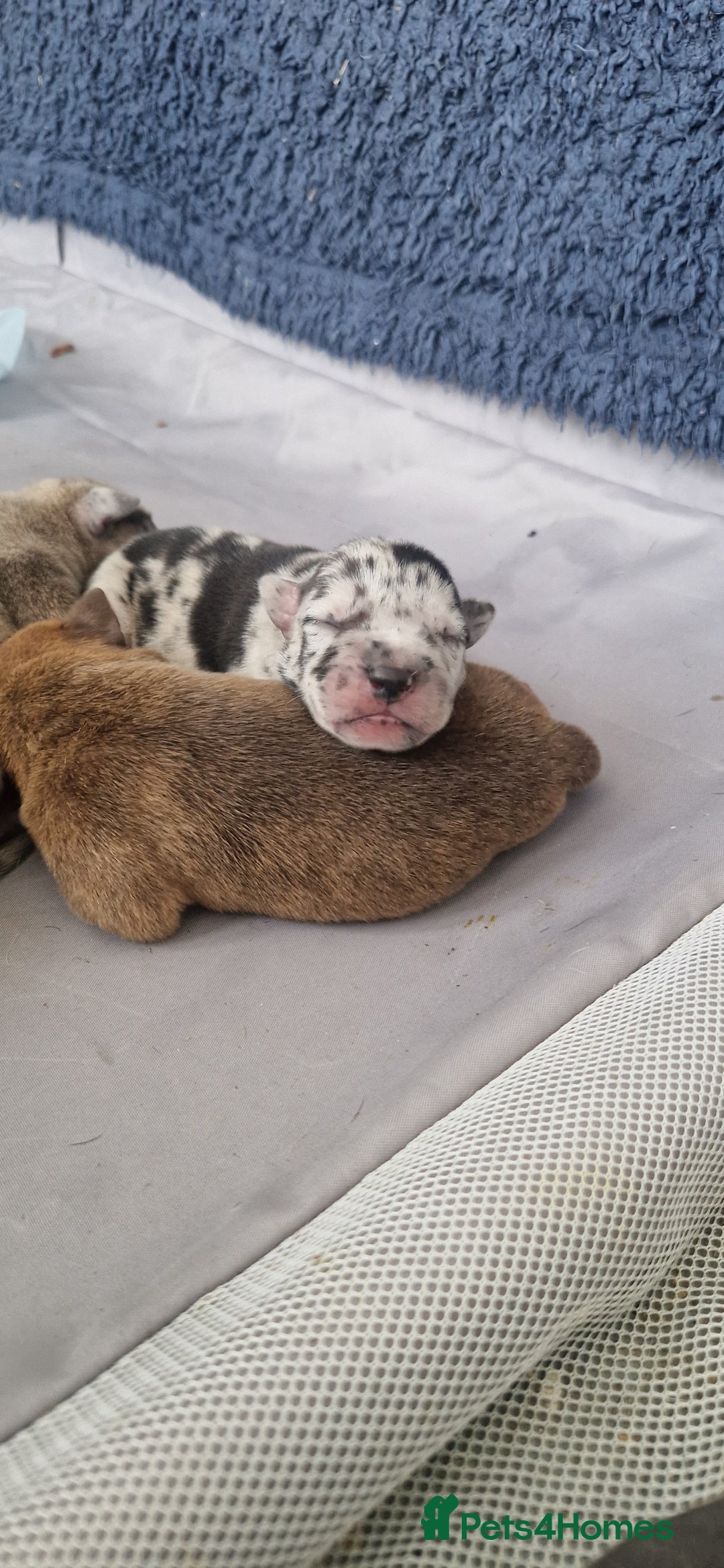 Mixed Breed dogs for sale: 8 Bully X Puppies  - Image 25