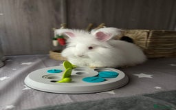 Angora rabbits for sale: Full Faced Angora picked for temprement - Image 1
