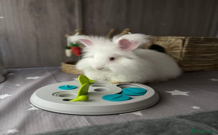 Angora rabbits - Advert 1
