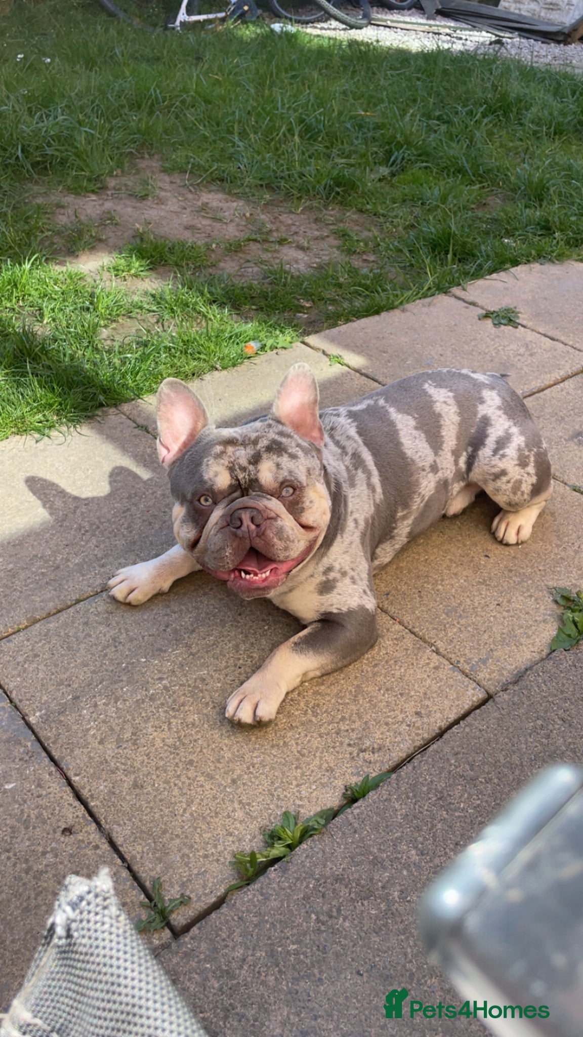 French Bulldog dogs French Bulldog for stud  - Advert 1