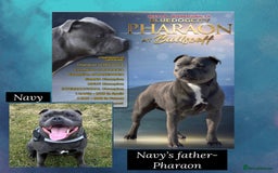Staffordshire Bull Terrier dogs for sale: Quality Blue Staffies - Image 4