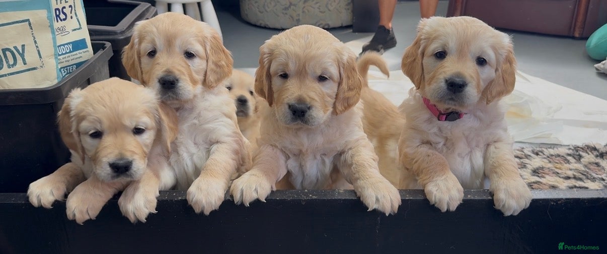 Golden Retriever dogs Golden Retriever Puppies for sale  - Advert 18