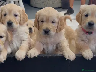 Golden Retriever dogs Golden Retriever Puppies for sale - Advert 13