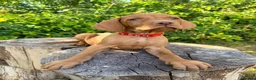 Hungarian Vizsla dogs for sale:     KC Hungarian Vizsla Puppies - Licensed ⭐ - Advert 8