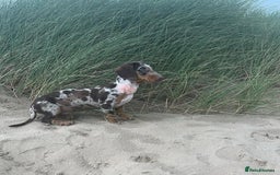 Dachshund dogs for sale: Miniature Dachshund  - Image 5