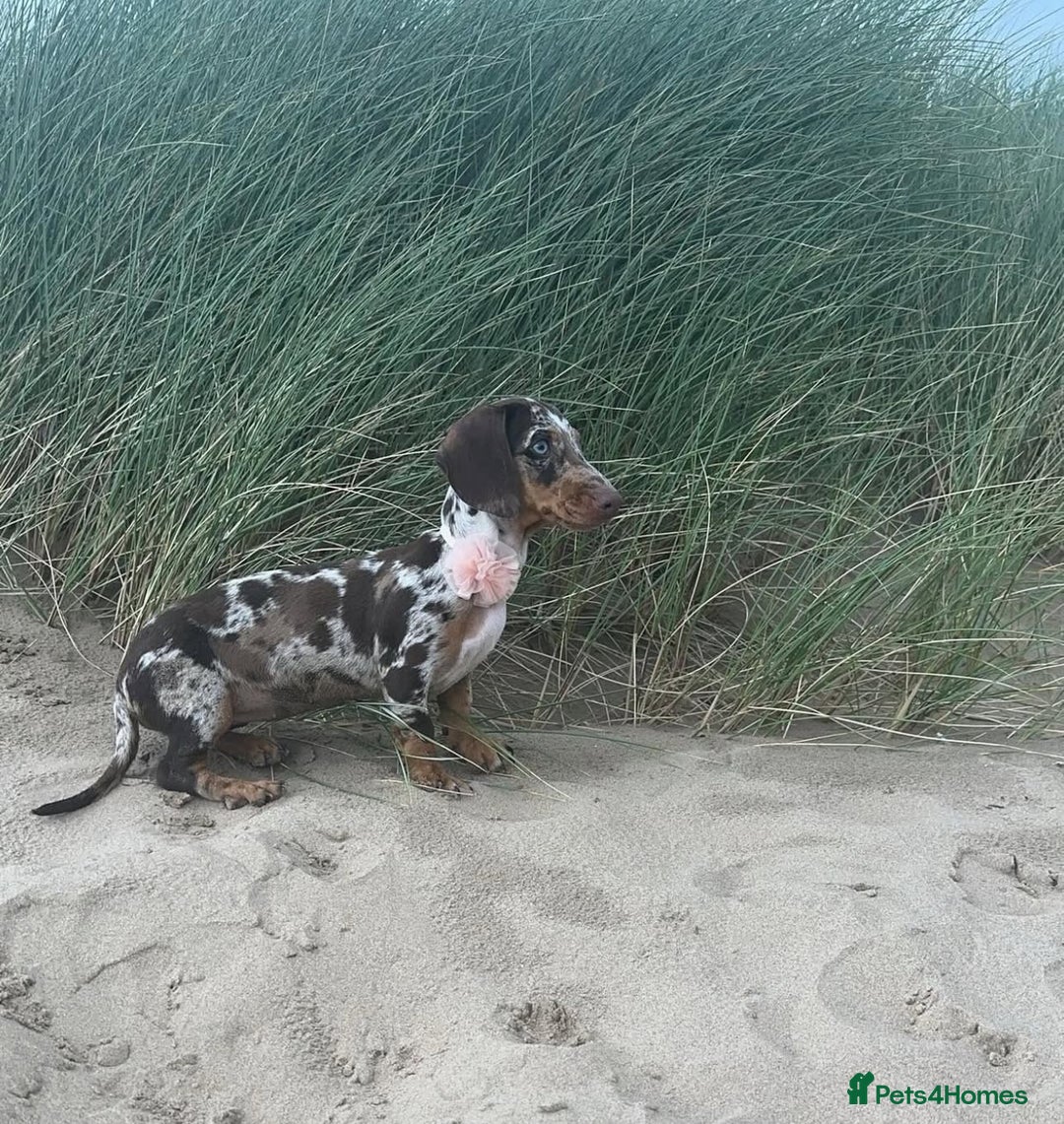 Dachshund dogs for sale: Miniature Dachshund  - Image 5
