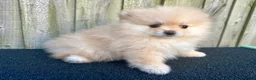 Pomeranian dogs for sale: Adorable, KC Registered Pomeranian Puppies in Colchester - Advert 2