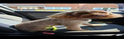 Cockapoo dogs for stud: Milo for stud in Nottingham - Advert 8