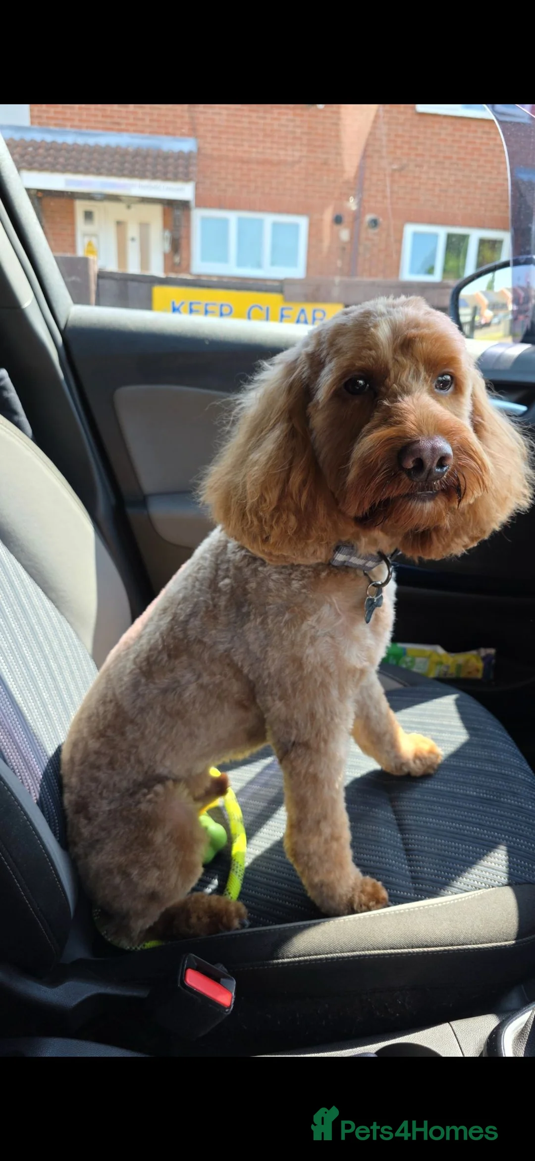 Cockapoo dogs for stud: Milo for stud in Nottingham - Advert 8