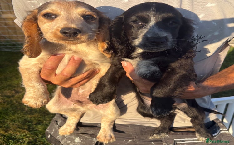 Cocker Spaniel dogs - Advert 8