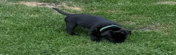 Staffordshire Bull Terrier dogs for sale: last boy True To size Bullscaff bloodline  - Advert 6