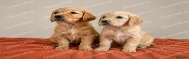 Golden Retriever Puppy 4