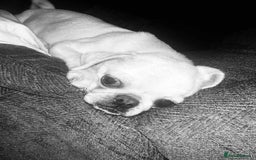 Pug dogs for sale: Sky the pug  - Image 4