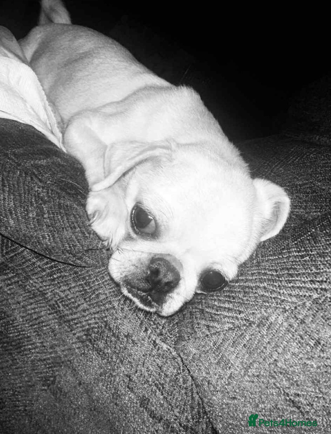 Pug dogs for sale: Sky the pug  - Image 4
