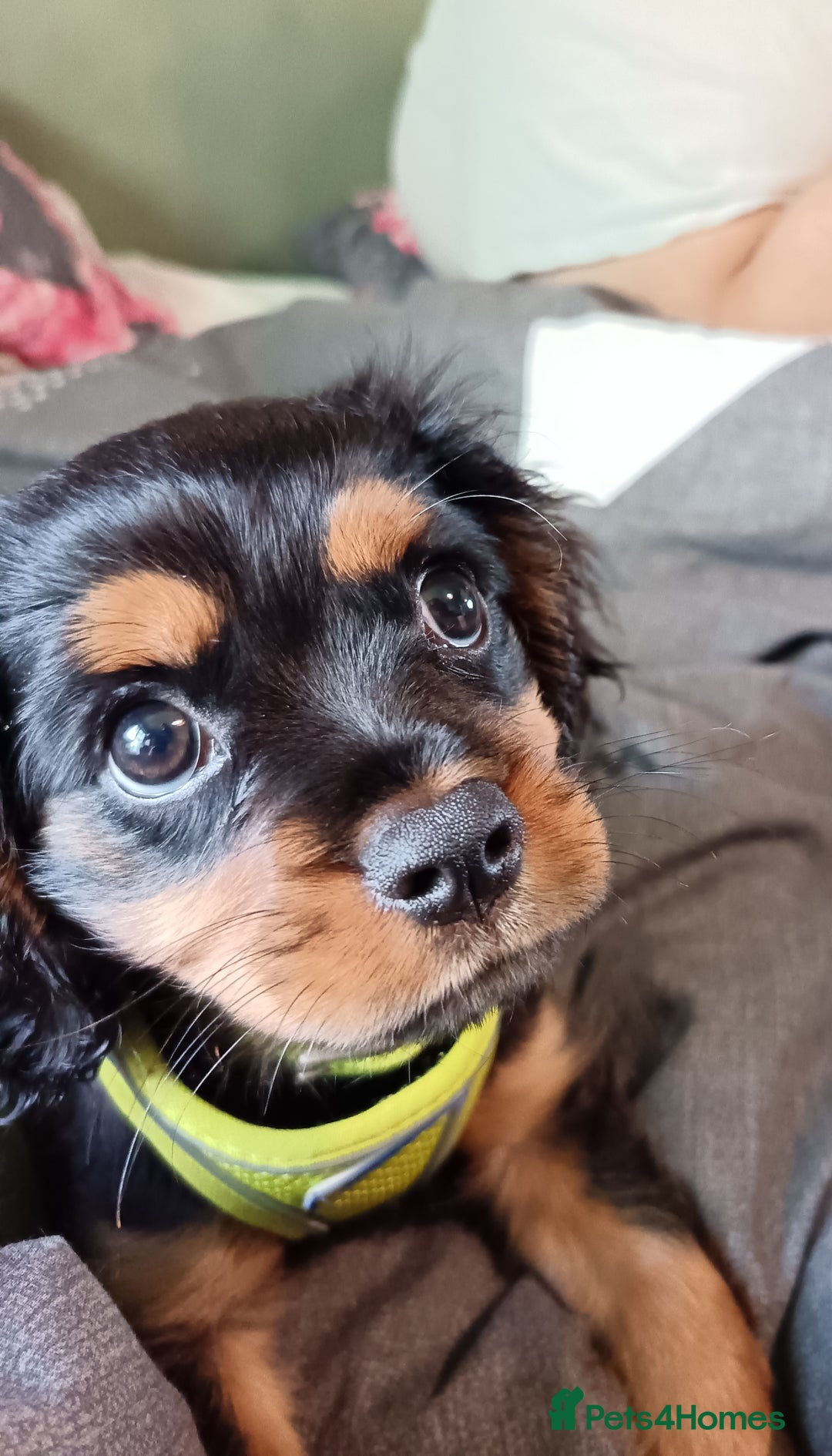 Cavalier King Charles Spaniel dogs for sale: black and tan cavalier 6mo for lovely new home ❤️ - Advert 7