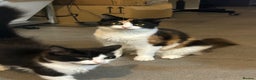 Mixed Breed cats for sale: 4 Loving Cats Seeking Forever Homes - Advert 4