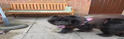 Chow Chow dogs for sale: DWKC Registered Black Female Chow Chow – 4 years. - Advert 2