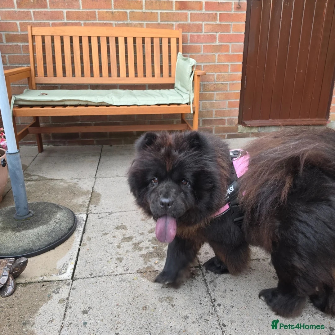 Chow Chow dogs for sale: DWKC Registered Black Female Chow Chow – 4 years. - Advert 2