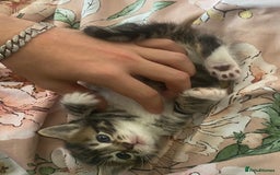 Mixed Breed cats for sale: Mixed breed kittens for adoption  in Dagenham - Image 4