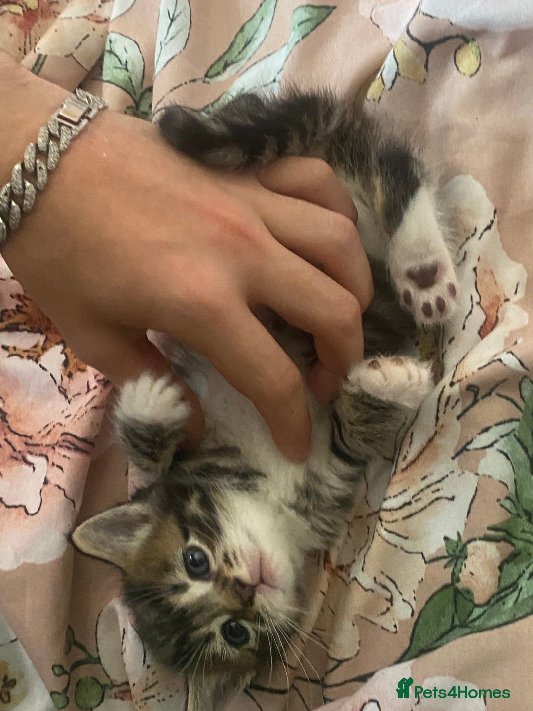 Mixed Breed cats for sale: Mixed breed kittens for adoption  in Dagenham - Image 4